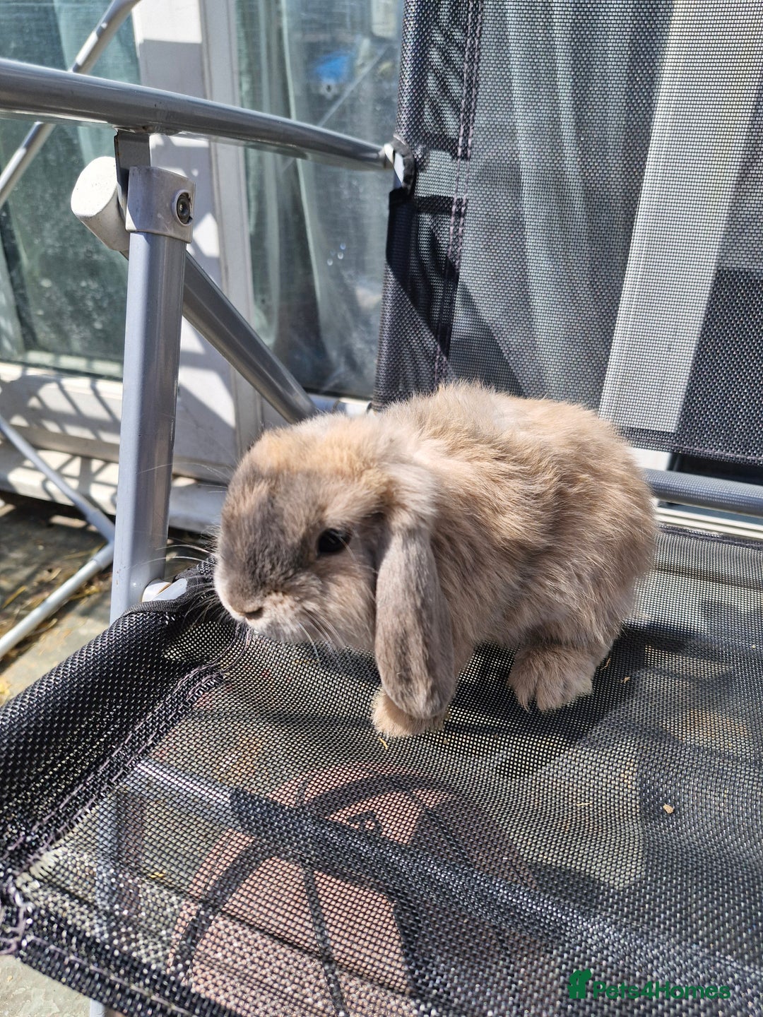 English Lop rabbits for sale: Happy and healthy little beauties - Image 3