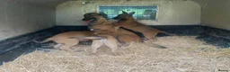 Belgian Shepherd Dog dogs for sale: Belgian Malinois Pups - Lincoln in Lincoln - Advert 2