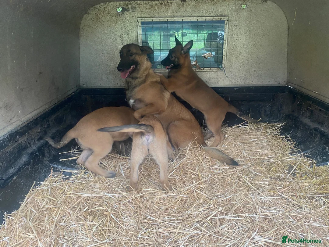 Belgian Shepherd Dog dogs for sale: Belgian Malinois Pups - Lincoln in Lincoln - Advert 2