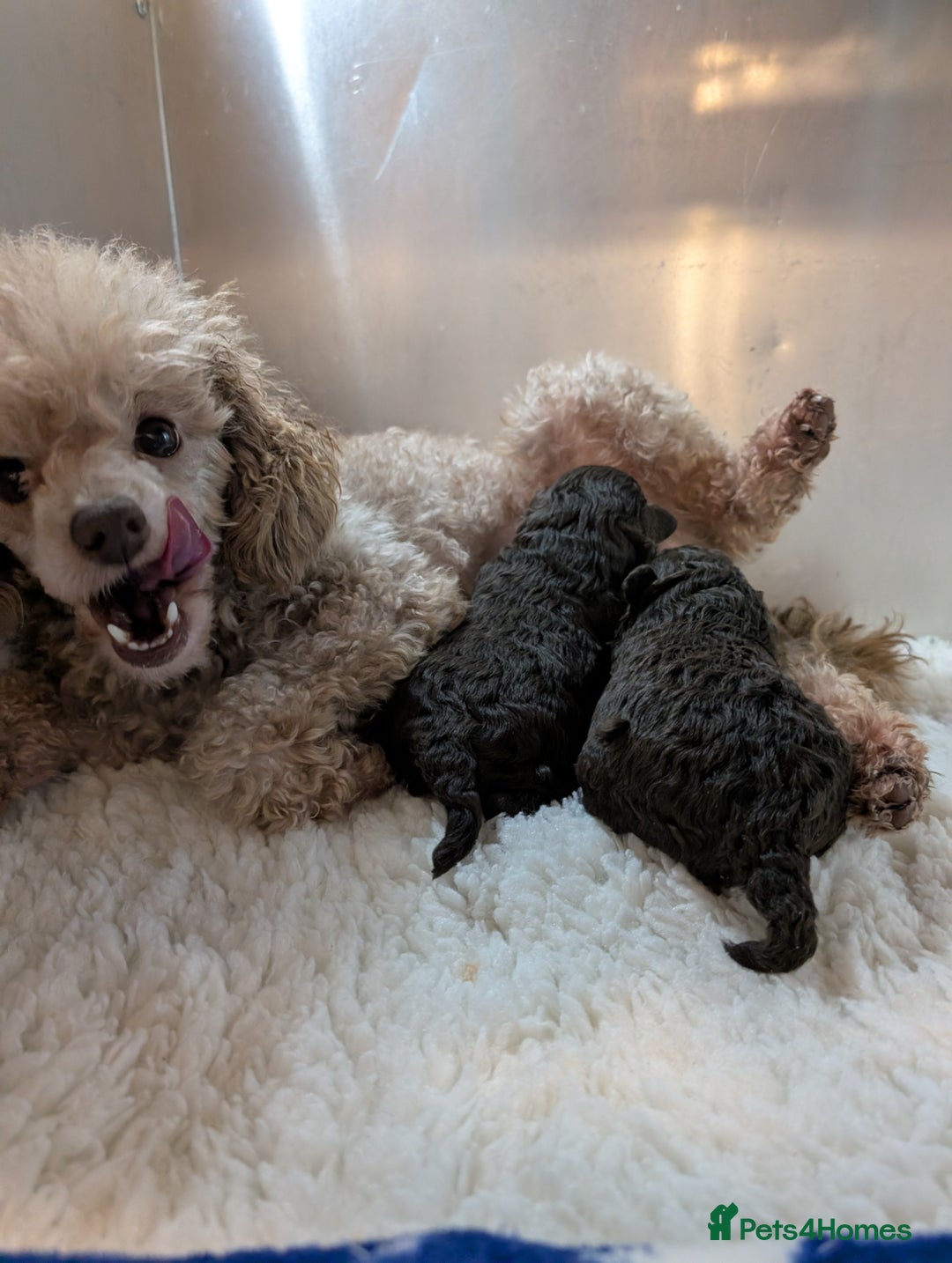Toy Poodle dogs for sale: Pedigree Chocolate Toy Poodle  - Advert 5