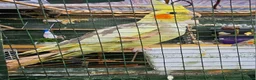 Cockatiels birds for sale: Mr mriss - Advert 11