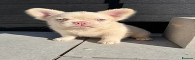 French Bulldog 2
