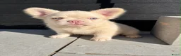 French Bulldog dogs for sale: French bulldog puppies in Ongar - Advert 3