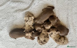 Miniature Dachshund dogs for sale: Long haired dachshunds  - Image 2