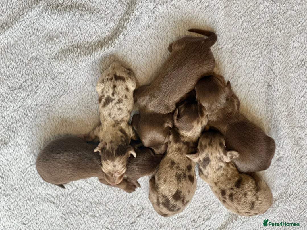 Miniature Dachshund dogs for sale: Long haired dachshunds  - Image 2