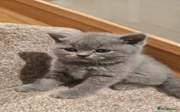 British Shorthair cats for sale: Beautiful Pedigree British Blue Kittens  🐾 - Advert 4