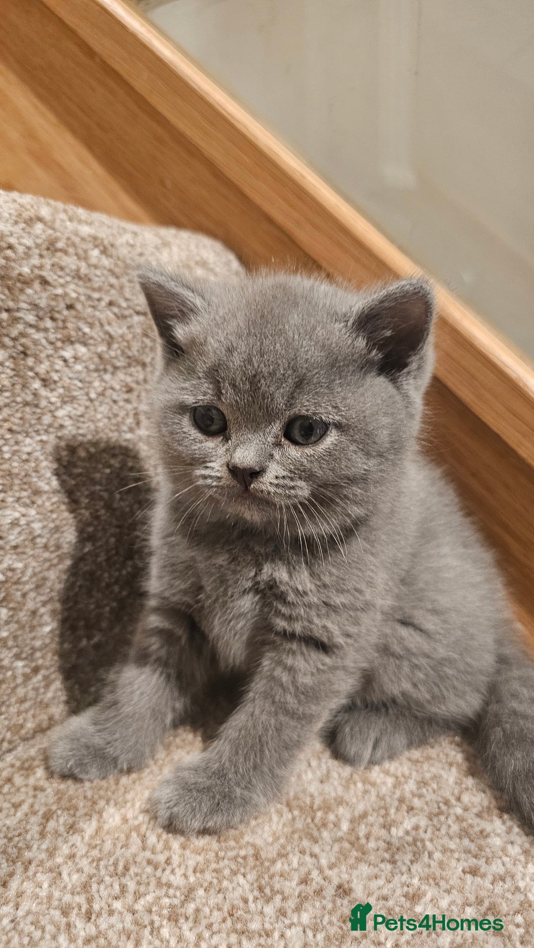 British Shorthair cats for sale: Beautiful Pedigree British Blue Kittens  🐾 - Advert 4