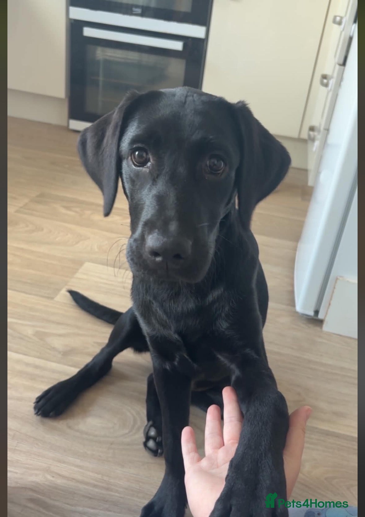 Labrador Retriever dogs Female 6months old lab  - Advert 3
