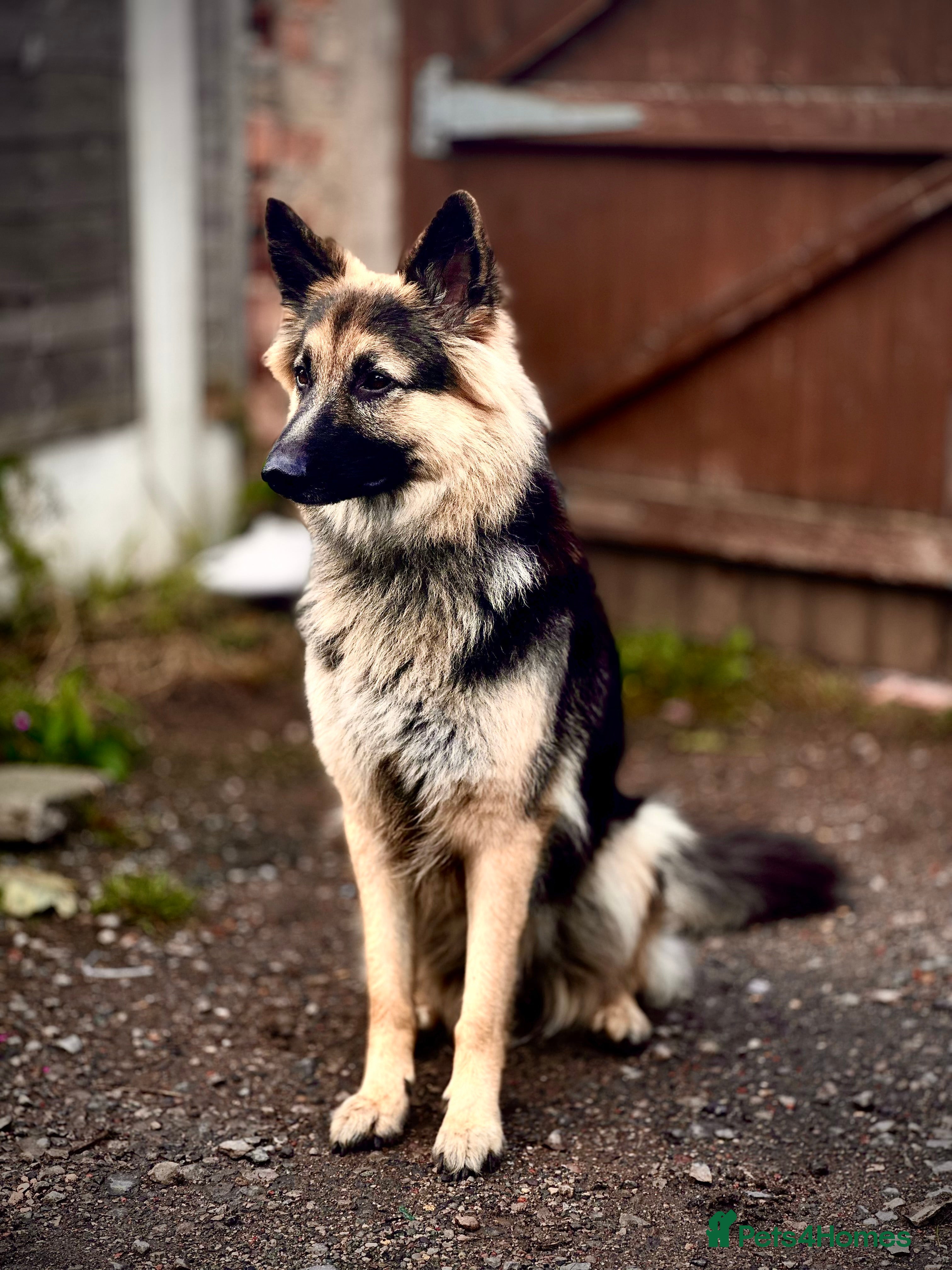 German Shepherd dogs Urgent rehome needed GSD FEMALE - Advert 1