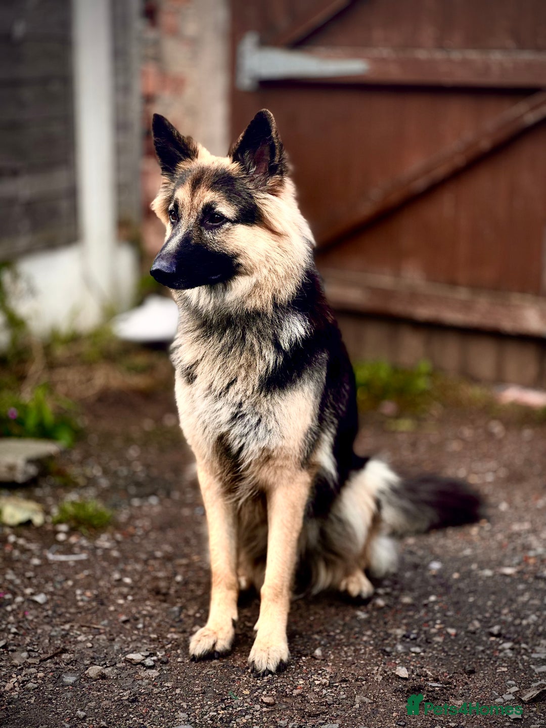 German Shepherd dogs for sale: Urgent rehome needed GSD FEMALE - Advert 1