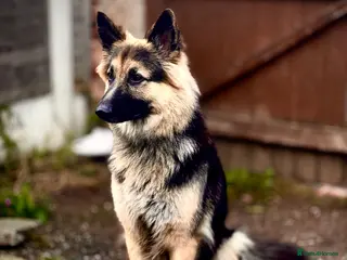 German Shepherd dogs Urgent rehome needed GSD FEMALE - Advert 16