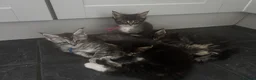 Maine Coon cats for sale: Tica Registered Stunning MaineCoon Kittens in Witney - Advert 14