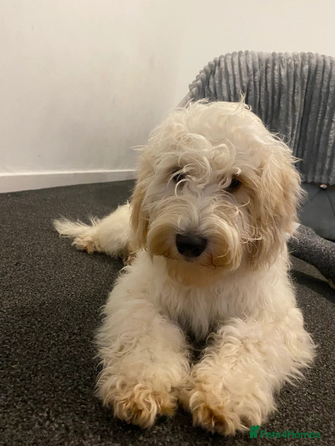 Cockapoo dogs for sale: Beautiful cockapoo  - Advert 2