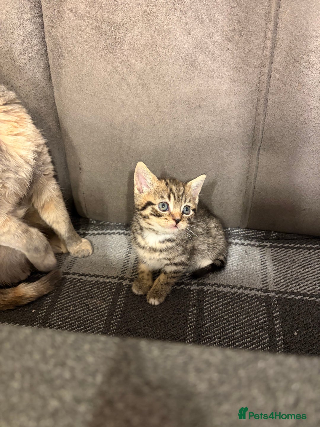 British Shorthair cats for sale: 3 little boys  - Advert 3