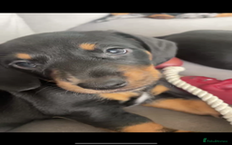 Miniature Dachshund dogs for sale: Ready for new homes Mini Dachshund  - Image 12