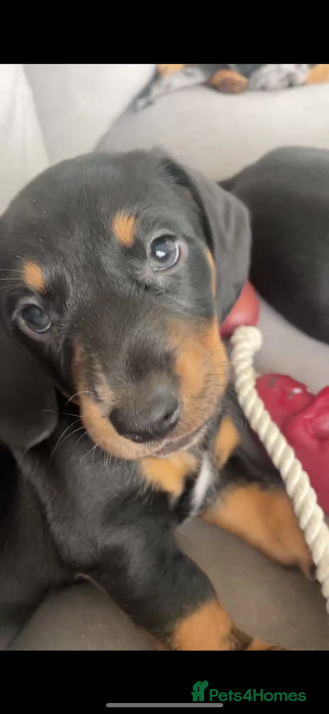 Miniature Dachshund dogs for sale: Ready for new homes Mini Dachshund  - Image 12