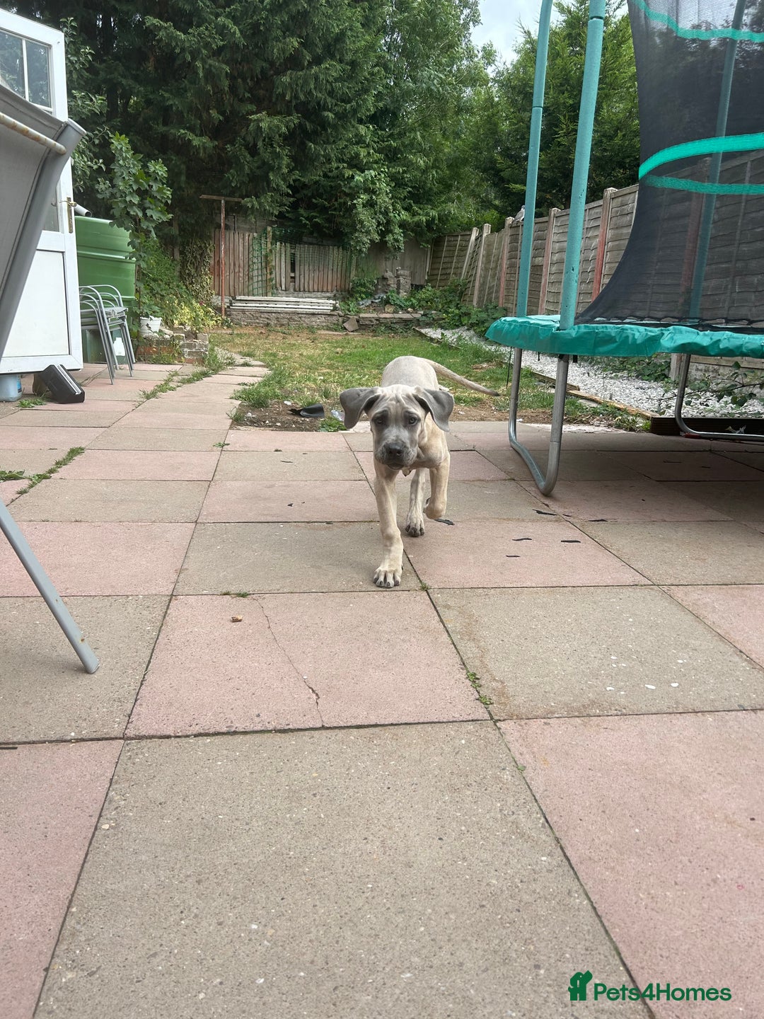 Cane Corso dogs for sale: Cane Corso Male For Sale - Image 5