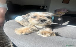 Zuchon dogs for sale: Shihzu x Bichon x Westie - Image 2