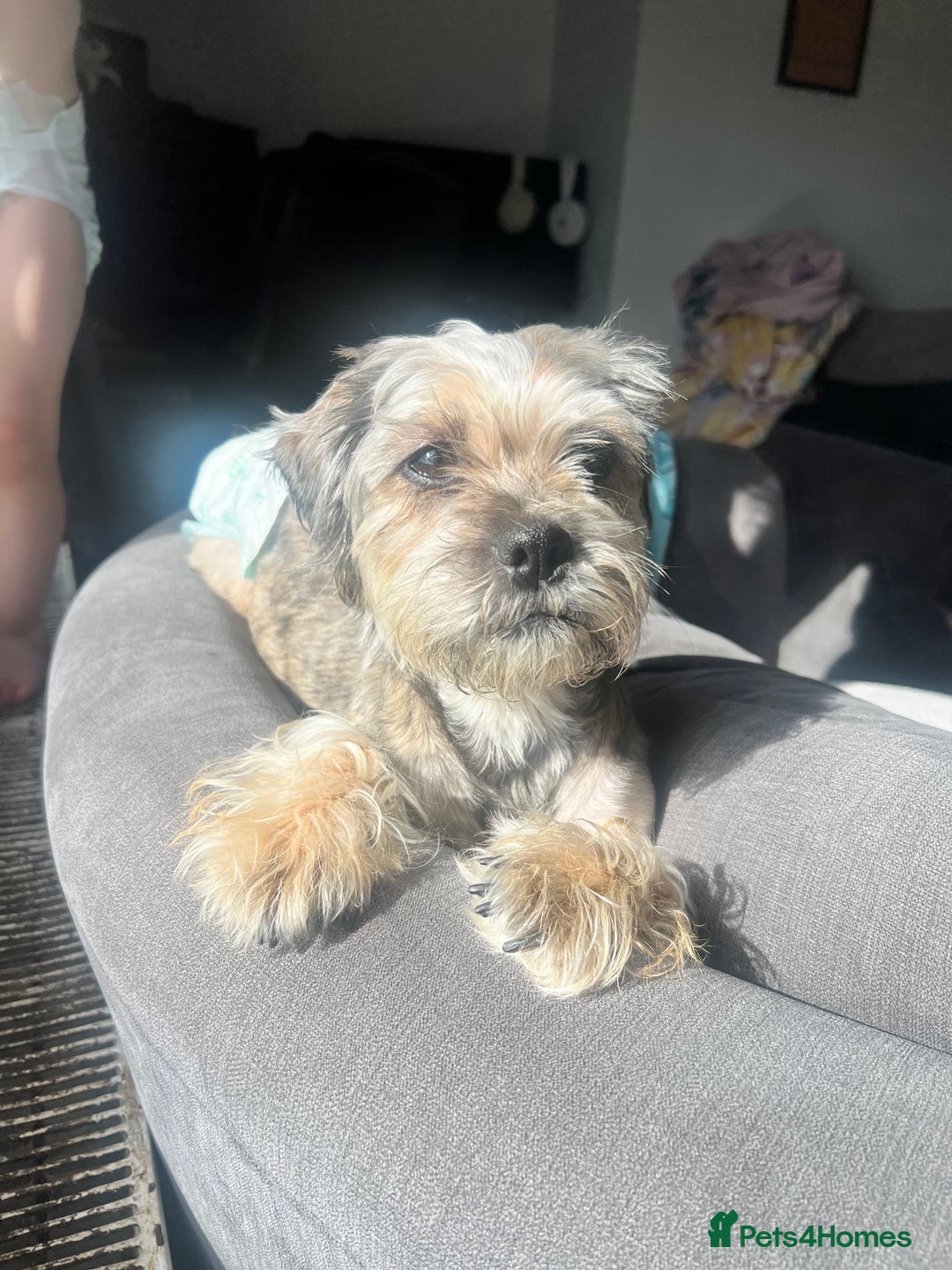 Zuchon dogs for sale: Shihzu x Bichon x Westie - Image 2