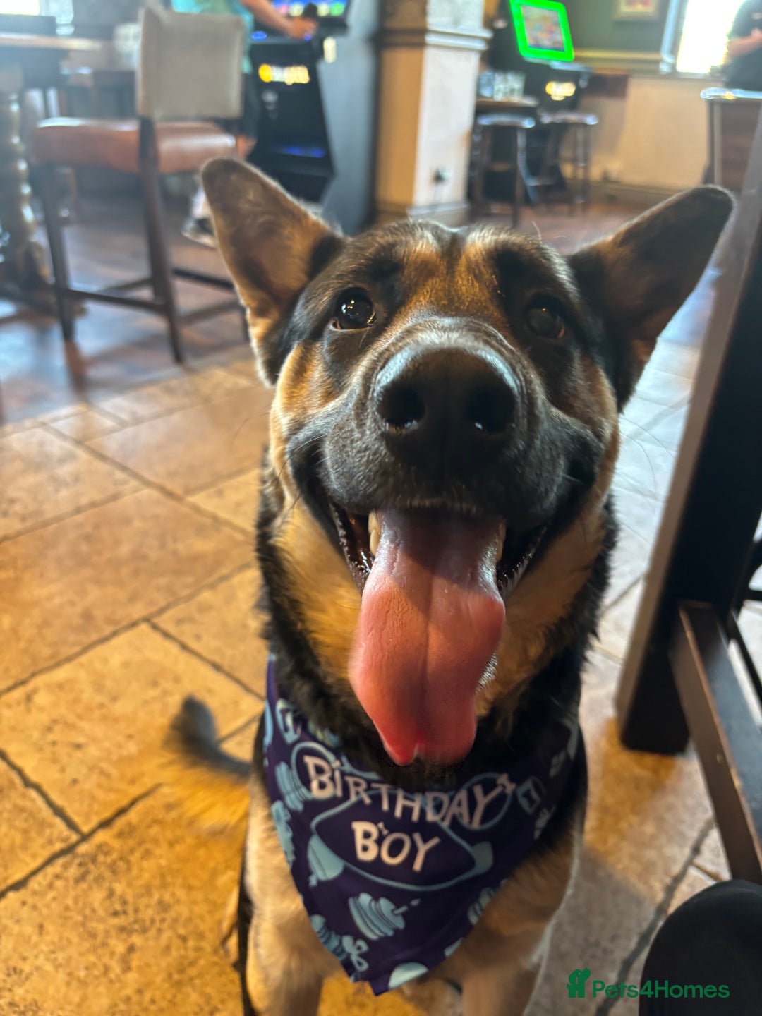 German Shepherd dogs for stud: 3/4 German shepherd- Enzo - Image 1