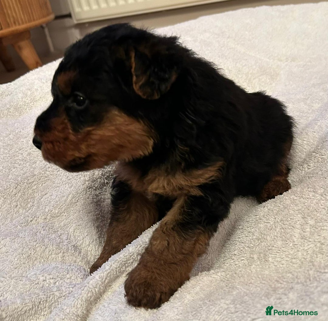 Welsh Terrier dogs for sale: Stunning Health Tested KC Reg Welshie Puppies - Advert 28