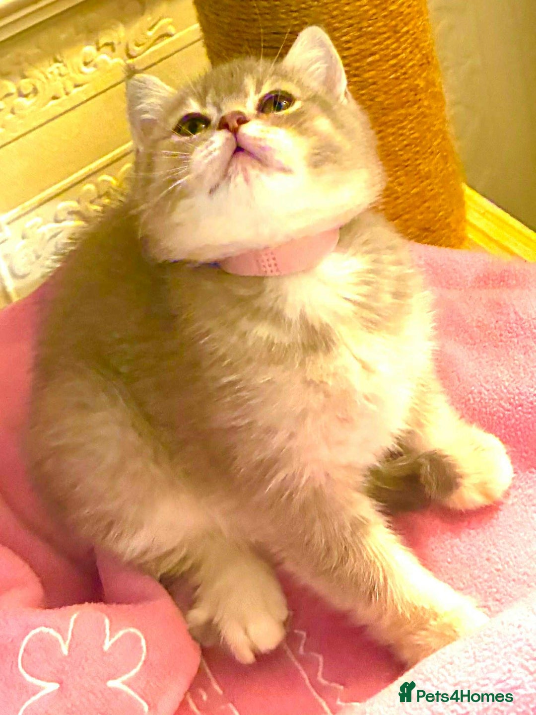 Scottish Fold cats for sale: 3 Scottish Fold Kittens for sale - Advert 5