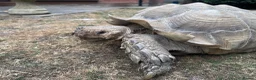 Tortoise reptiles for sale: Large male sulcata tortoise in Ipswich - Advert 5