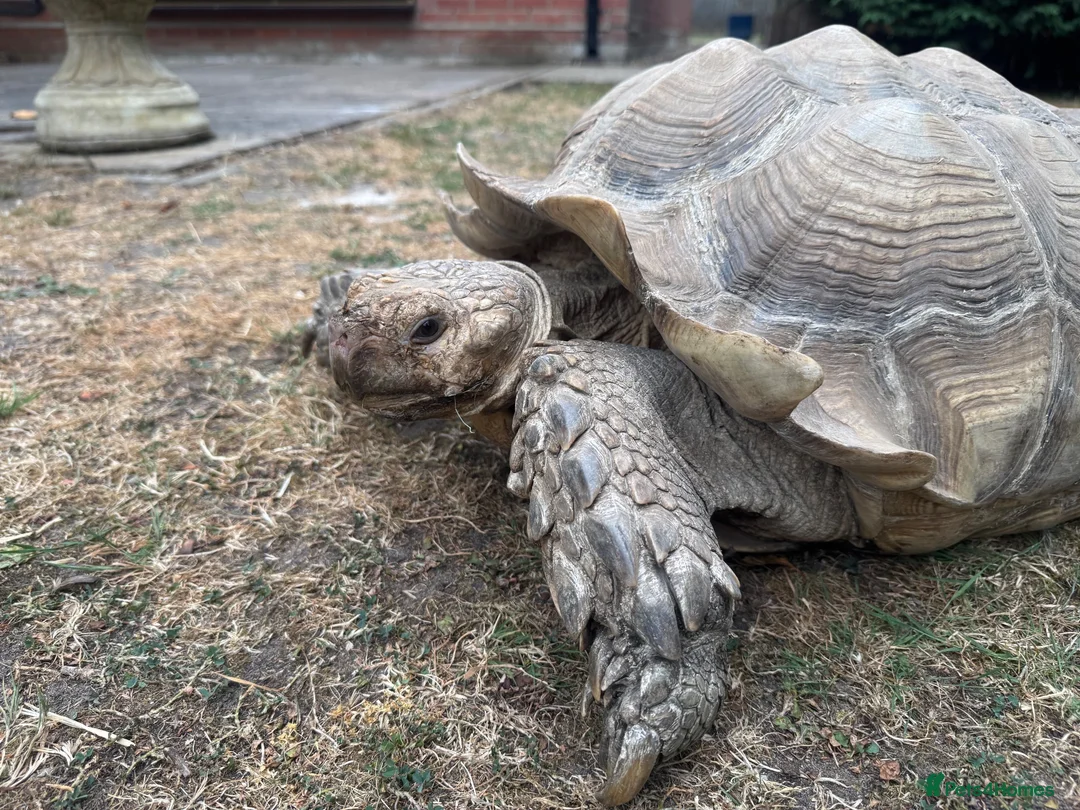 Tortoise reptiles for sale: Large male sulcata tortoise in Ipswich - Advert 5