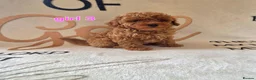 Cockapoo dogs for sale: F1BB cockapoos  - Advert 3