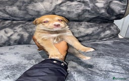 Mixed Breed dogs for sale: 8 beautiful staff cross shepsky pups  - Image 4