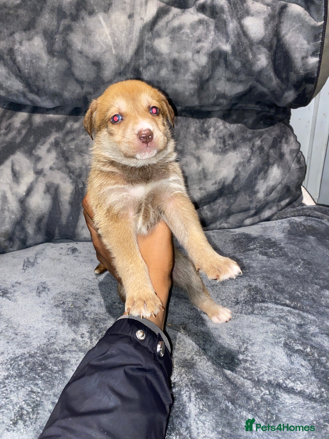 Mixed Breed dogs for sale: 8 beautiful staff cross shepsky pups  - Image 4