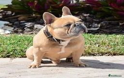 French Bulldog dogs for sale: Beautiful non kc female  - Image 33