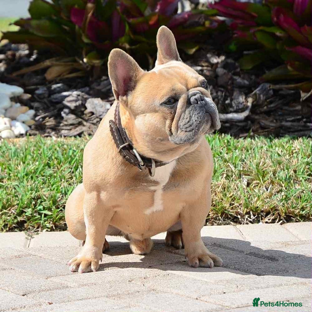 French Bulldog dogs for sale: Beautiful non kc female  - Image 33