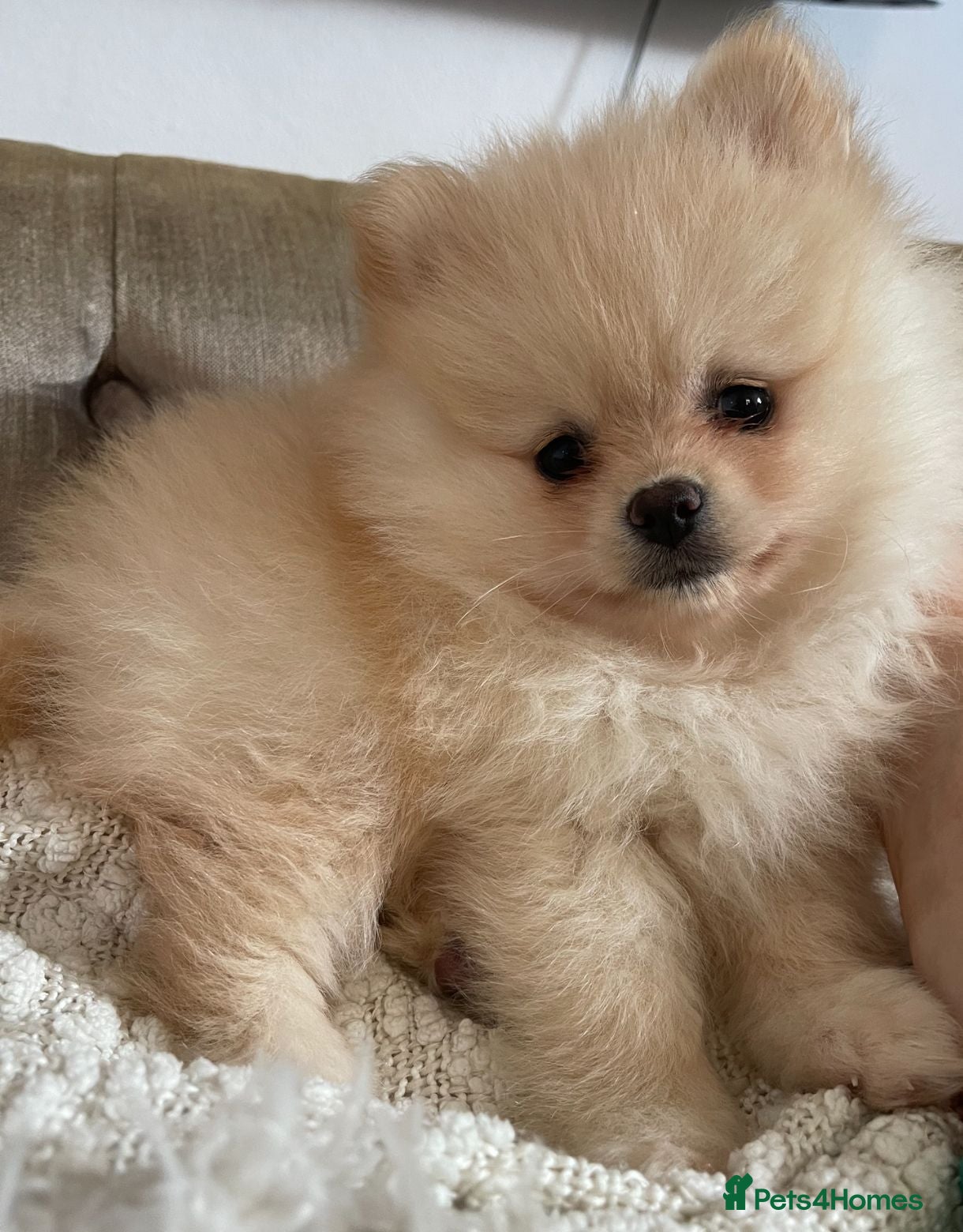 Pomeranian dogs kc reg top quality teddy Pomeranian pups  - Advert 1