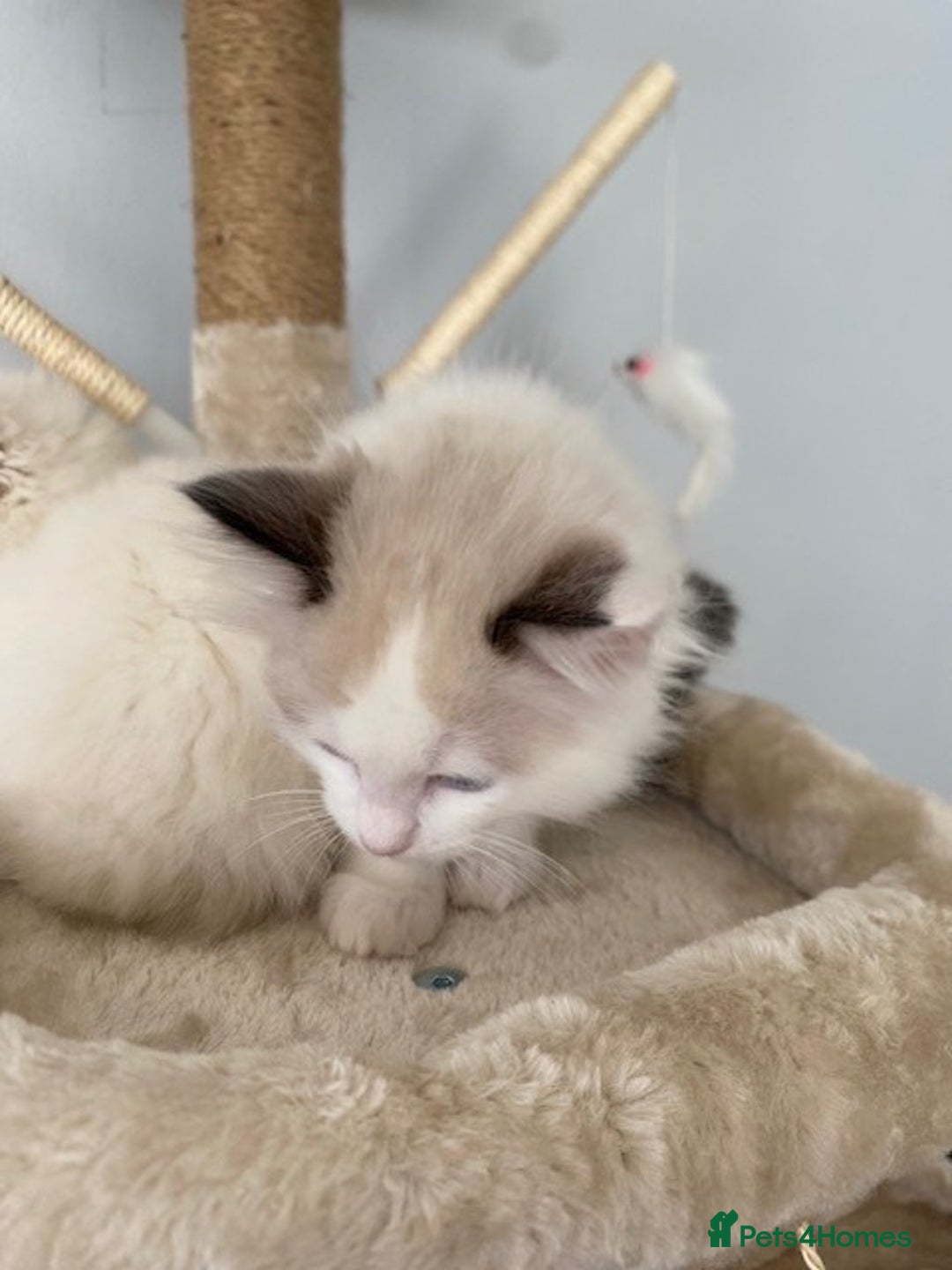 Ragdoll cats for sale: TICA REGISTERED PUREBRED RAGDOLL KITTENS AVAILABLE - Advert 18