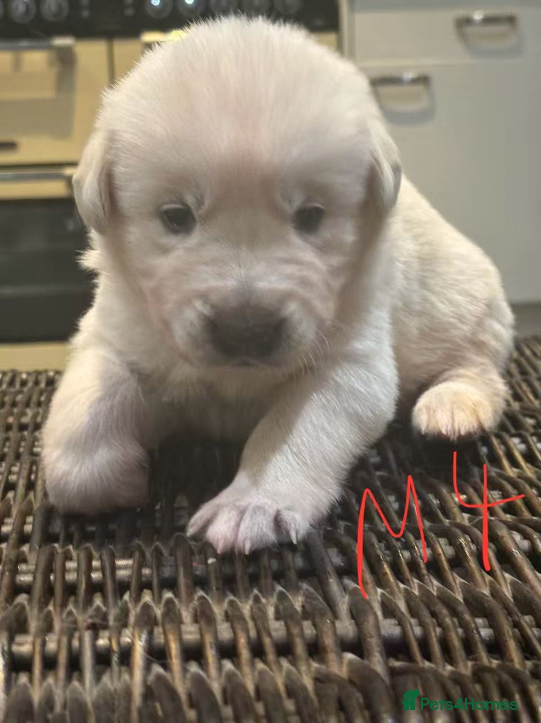 Mixed Breed dogs for sale: puppies for sale - Advert 6