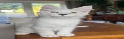 Maine Coon cats for sale: 💝Magnificent large TICA kittens 💖 - Advert 7