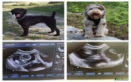 Miniature Poodle dogs for stud: Ralph-Chocolate Merle miniature poodle stud  - Image 11
