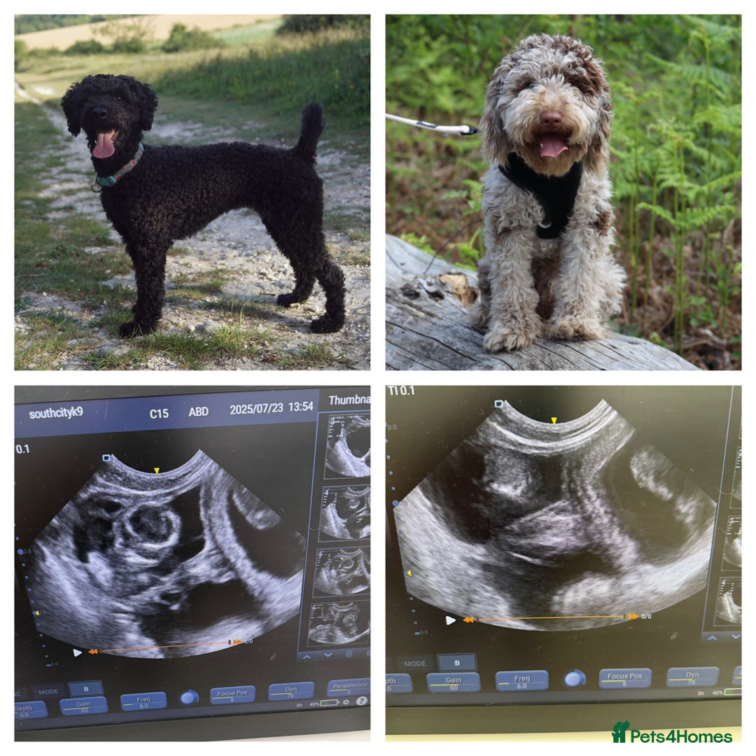 Miniature Poodle dogs for stud: Ralph-Chocolate Merle miniature poodle stud  - Image 11