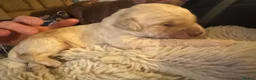 Labradoodle dogs for sale:  Cream Multigenerational Labradoodle Boy  - Advert 3
