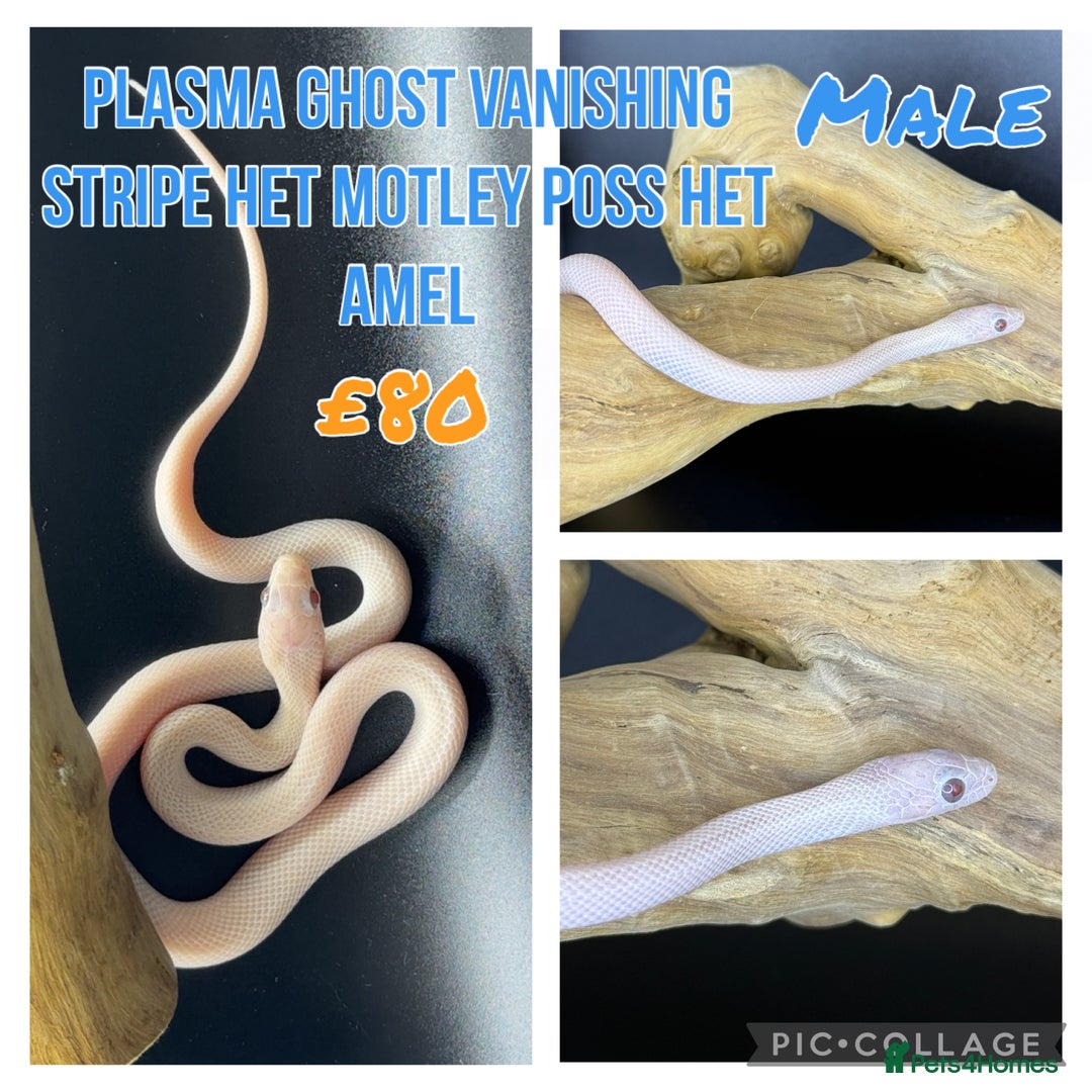 Corn Snake reptiles for sale: Different variations of lavender corn snake babies - Image 4