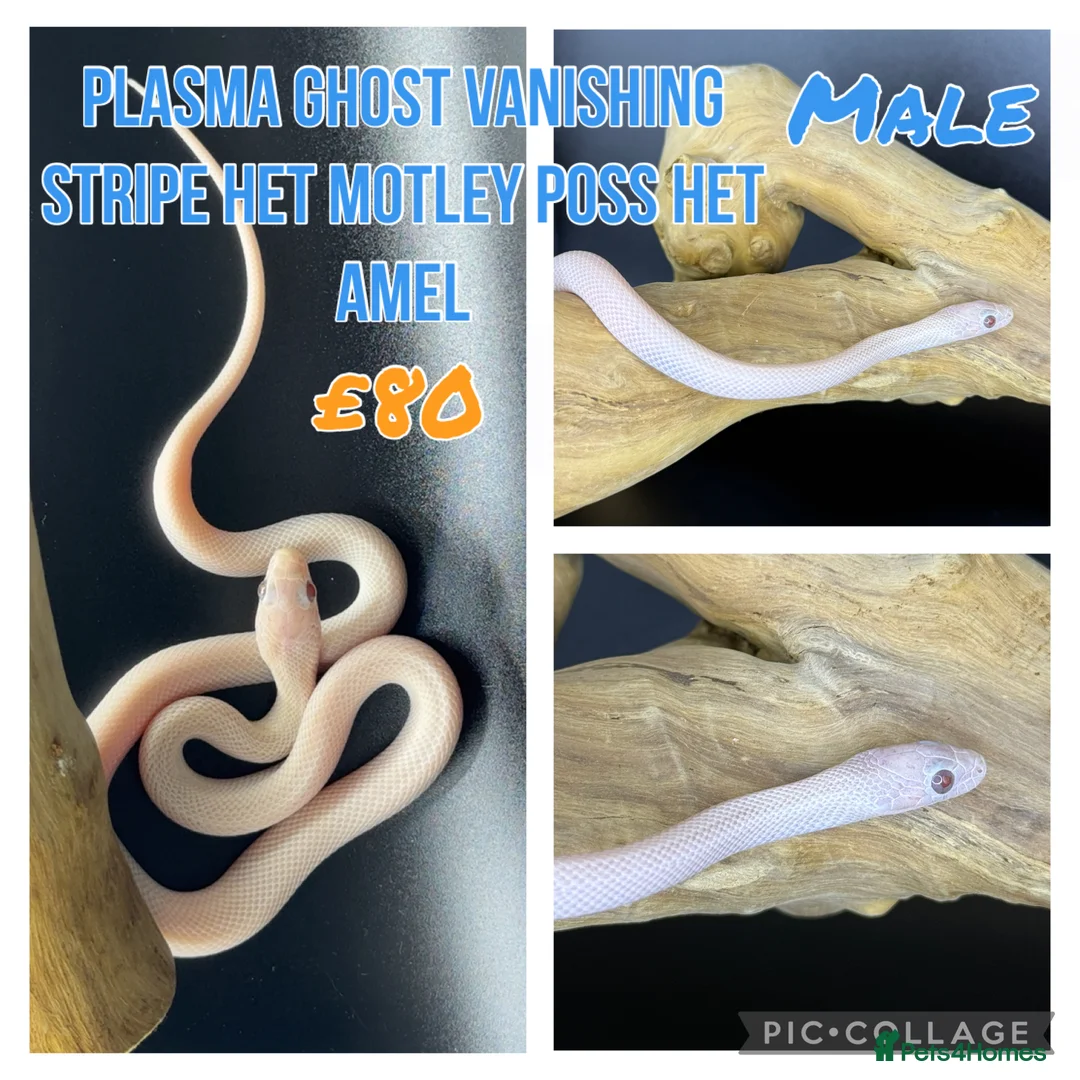 Corn Snake reptiles for sale: Mix of corn snakes for sale! - Advert 1