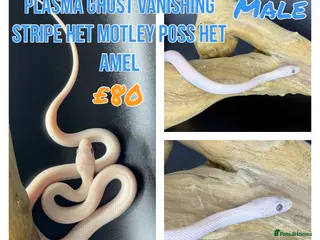 Corn Snake reptiles Mix of corn snakes for sale! - Advert 3