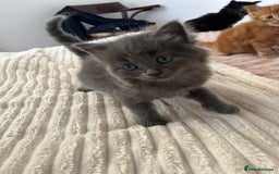 Domestic Shorthair cats for sale: kittens - Image 9