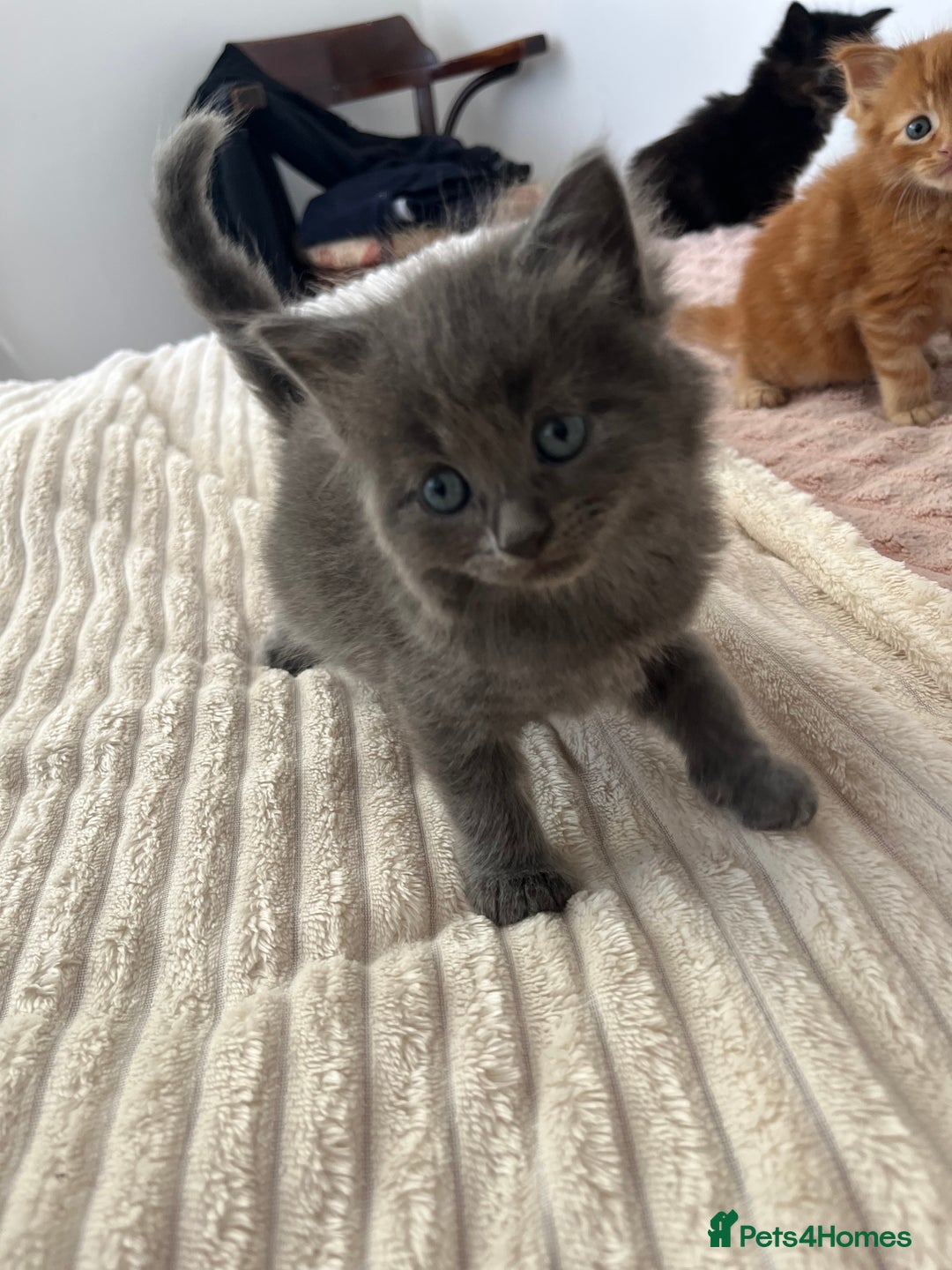 Domestic Shorthair cats for sale: kittens - Image 9