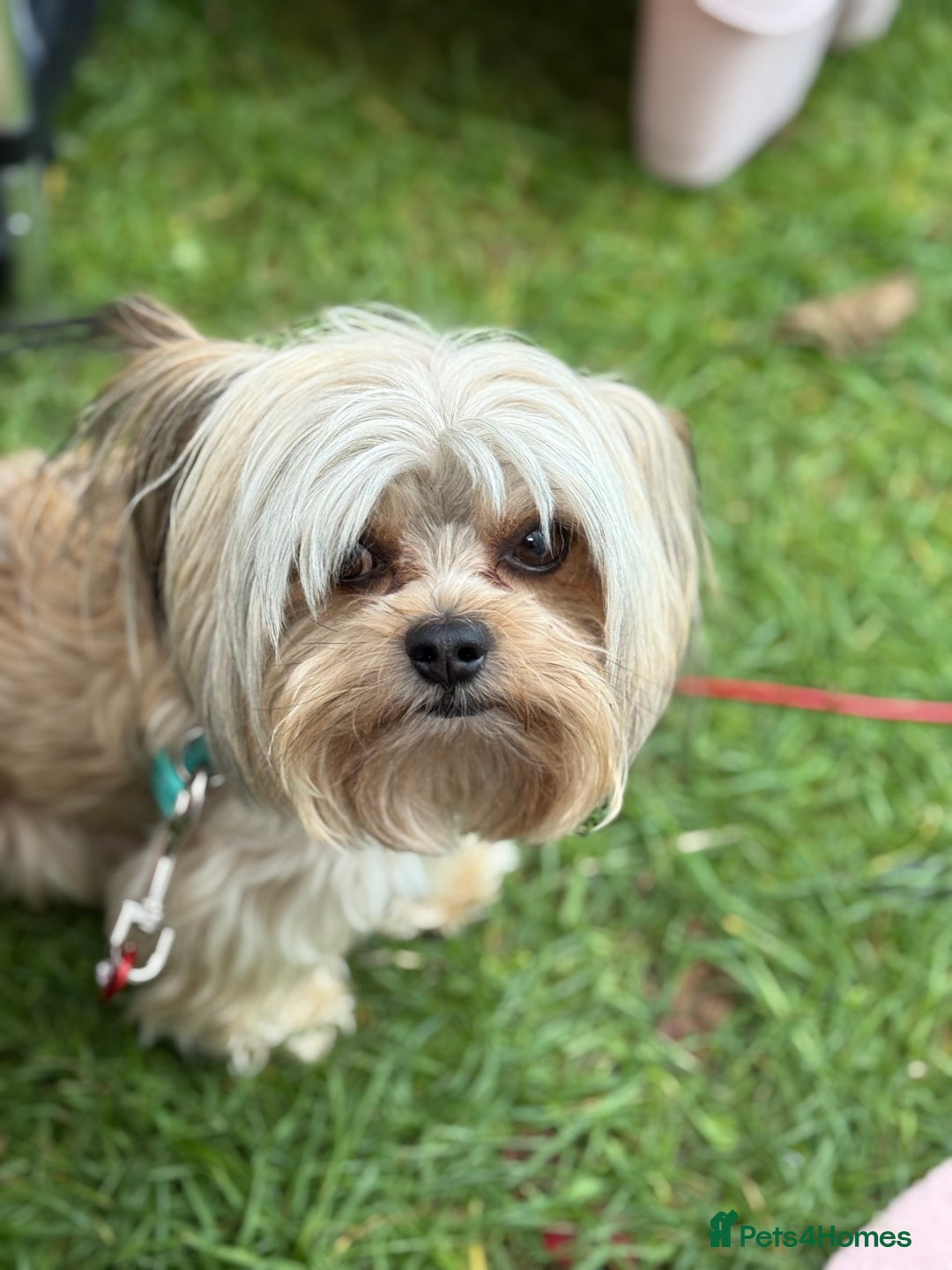 Chorkie dogs for sale: Chorkie (x2 Boys) - Image 25