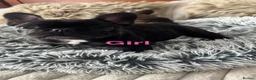 French Bulldog dogs for sale: 🏆KC French Bulldog Puppies🏆 - Advert 1
