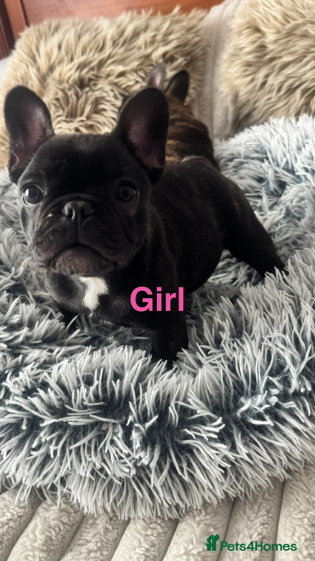 French Bulldog dogs for sale: 🏆KC French Bulldog Puppies🏆 - Advert 1