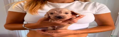 Miniature Dachshund 4