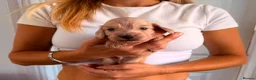 Miniature Dachshund dogs for sale: Longhair Miniature Dachshund  - Advert 3